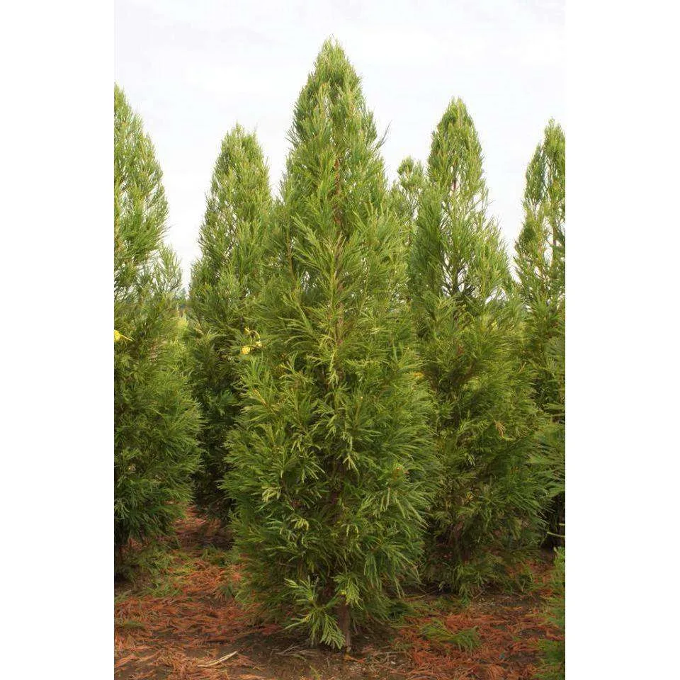 Cryptomeria japonica 'Yoshino'